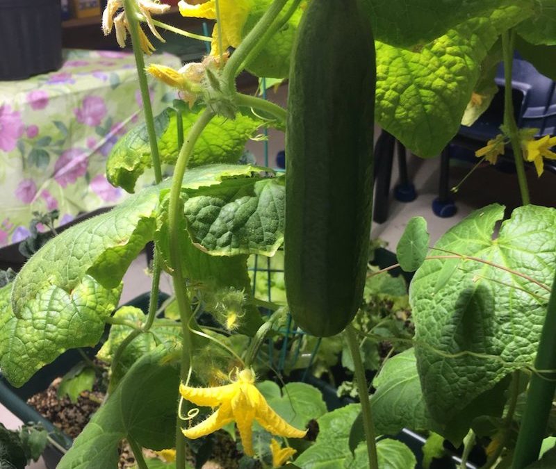 Growing Great Cucumbers