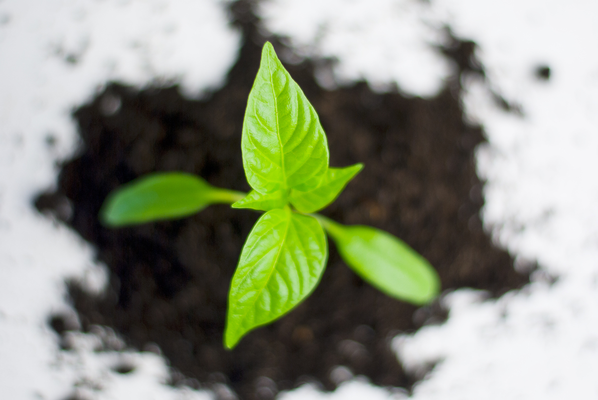 Incorporating Indigenous Perspectives into your Garden Learning