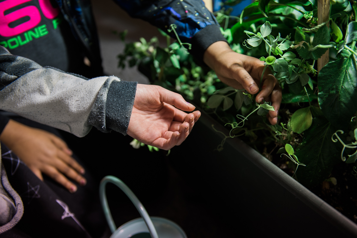 Easy Grows It: Picking Your Food Growing Containers