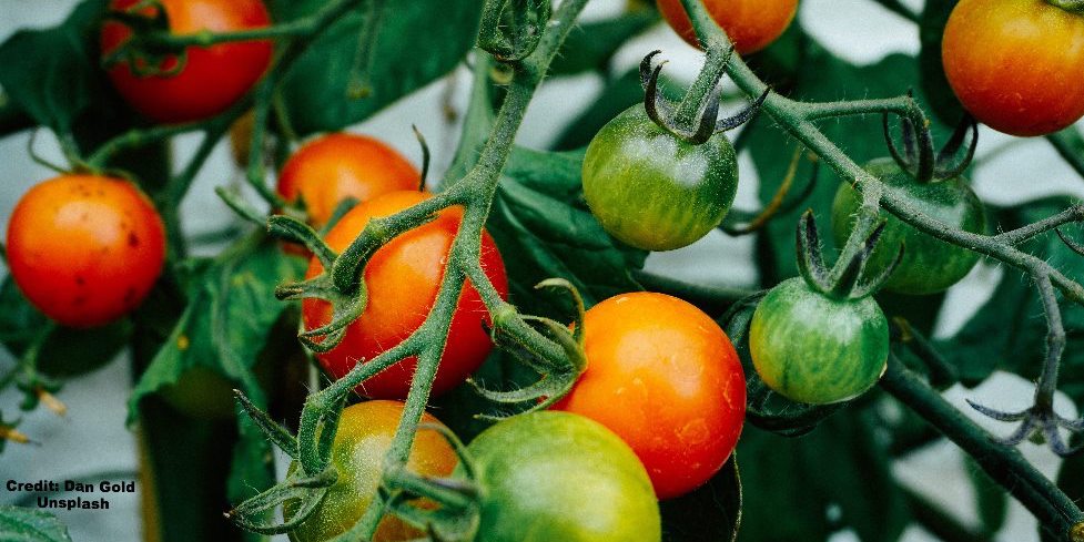 How to ripen and store your homegrown tomatoes