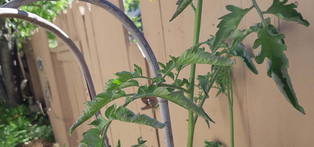 Why are the leaves curling on our class tomato plant?