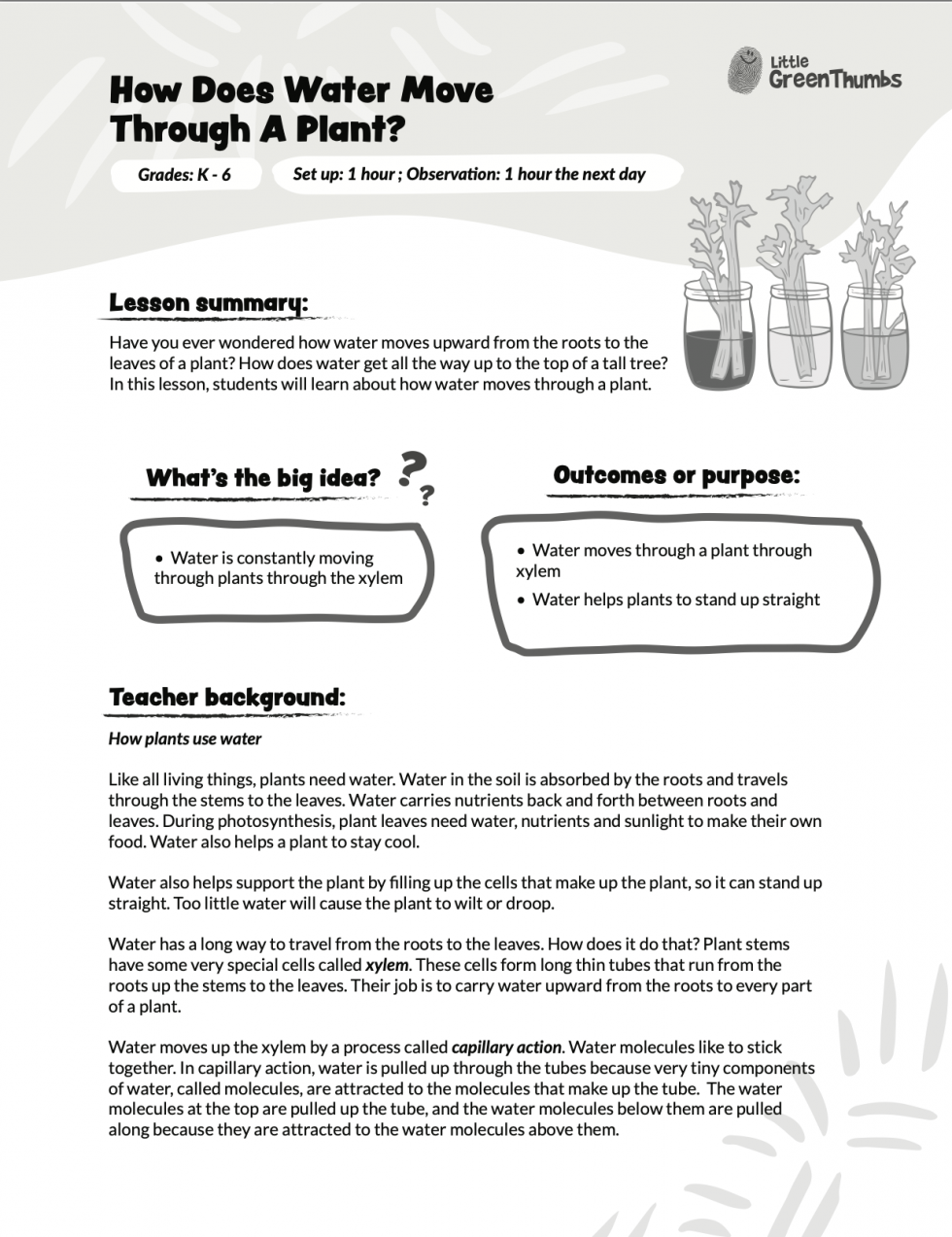 The Great Celery Experiment Little Green Thumbs
