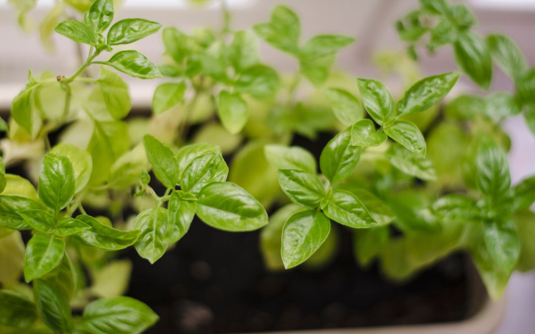 Why Pruning Basil Makes the Plant Bushy