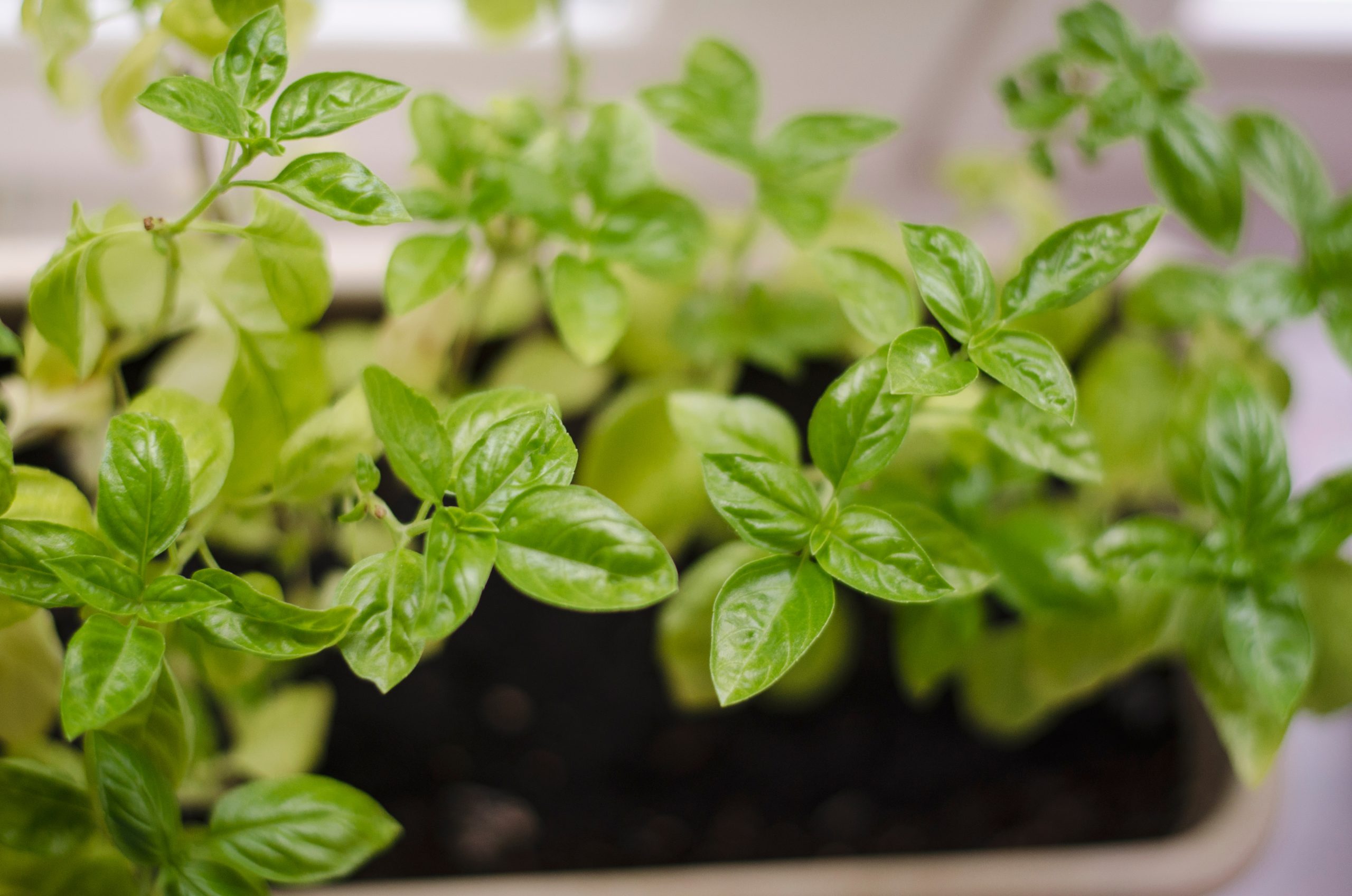 elizabeth plant Everly Elizabeth – Micro Flower Farm