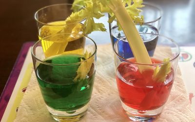 The Great Celery Experiment