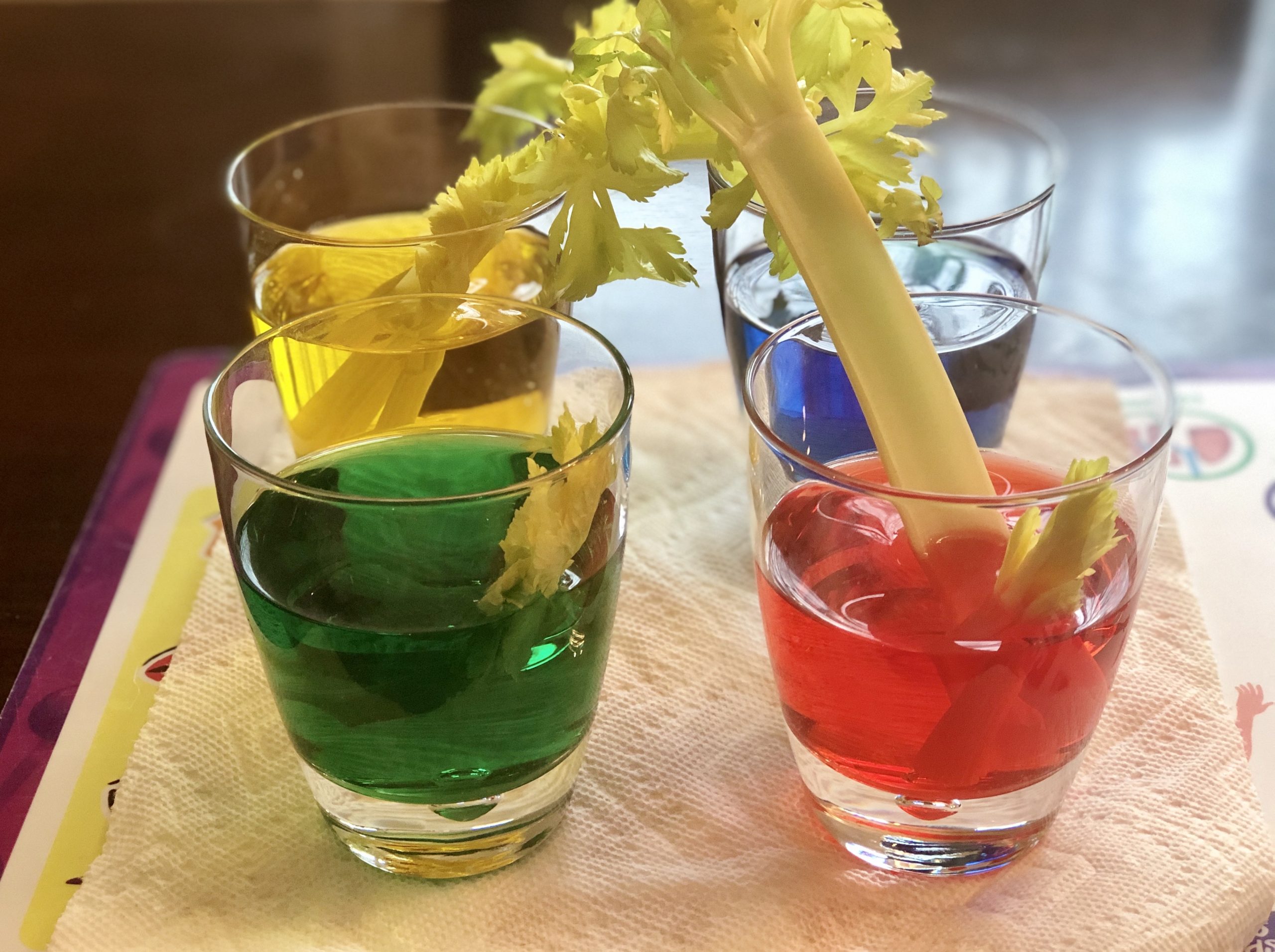 The Great Celery Experiment Little Green Thumbs