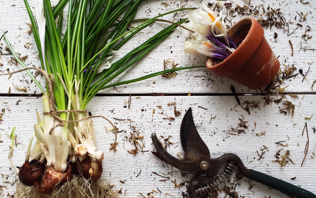 Forcing Spring Bulbs to Bloom