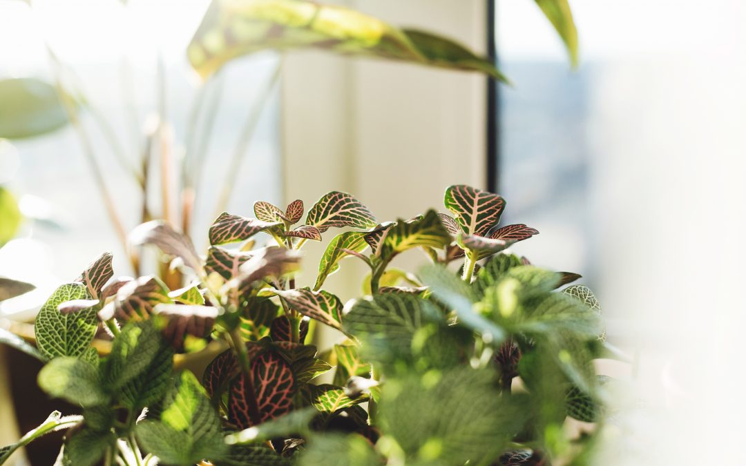 Plant Light Shoebox Maze Experiment