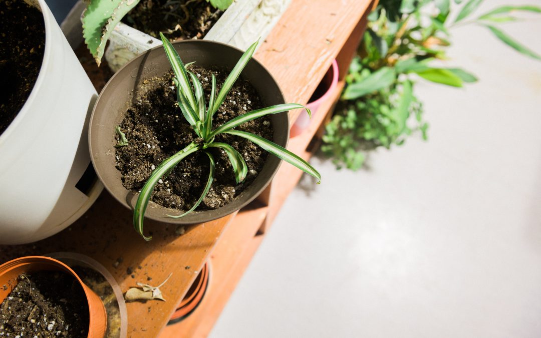Choosing the Right Soil for Your Indoor Garden